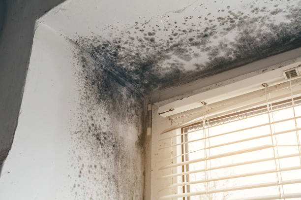 Affordable Hvac And Air Duct Mold Remediation solutions in Jersey City, NJ